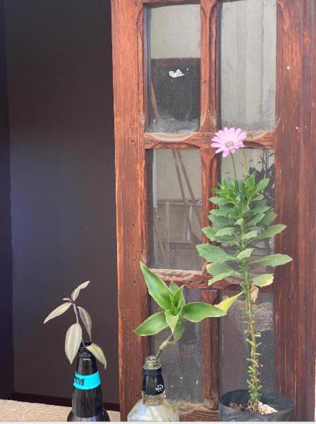 Hostal Del Centro En Slp San Luis Potosi Ngoại thất bức ảnh